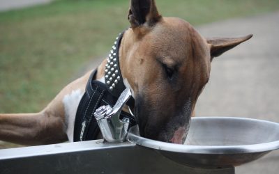 Is Soft Water OK For Pets to Drink?