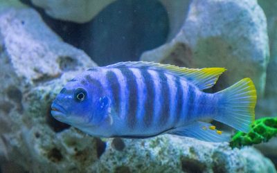 Can I Use Soft Water In My Fish Tank Or Fish Pond?