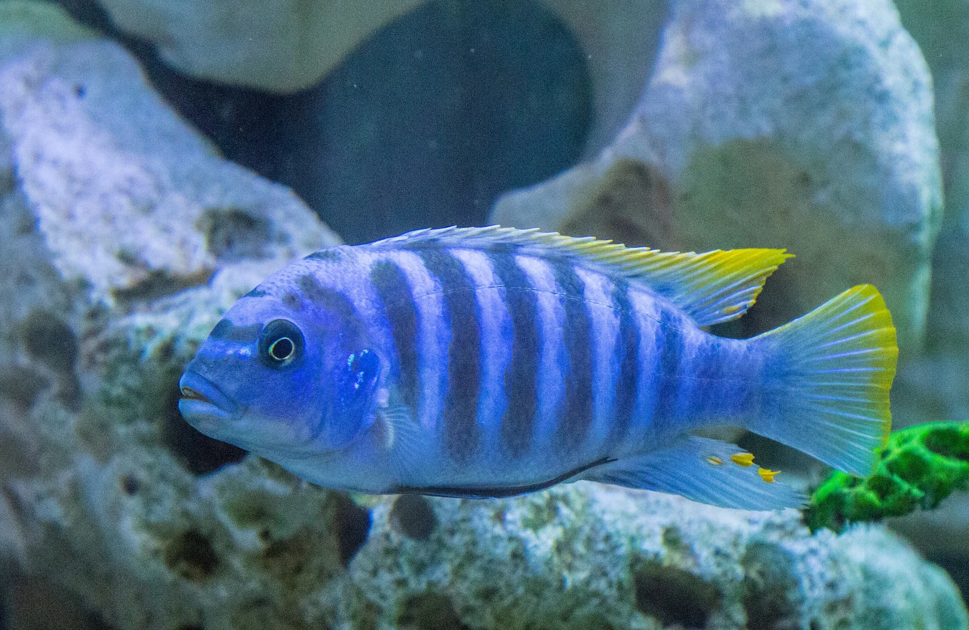 Can I Use Soft Water In My Fish Tank Or Fish Pond?