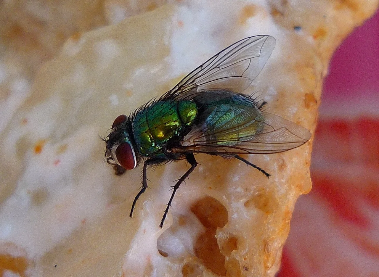 fly-21152_1280